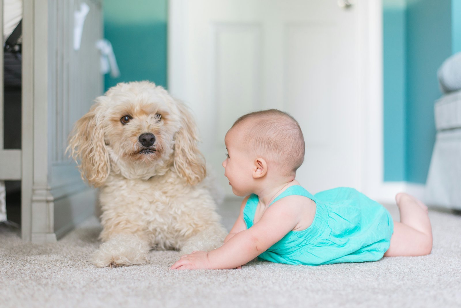 Clean carpet in a family home in Colorado City, Arizona